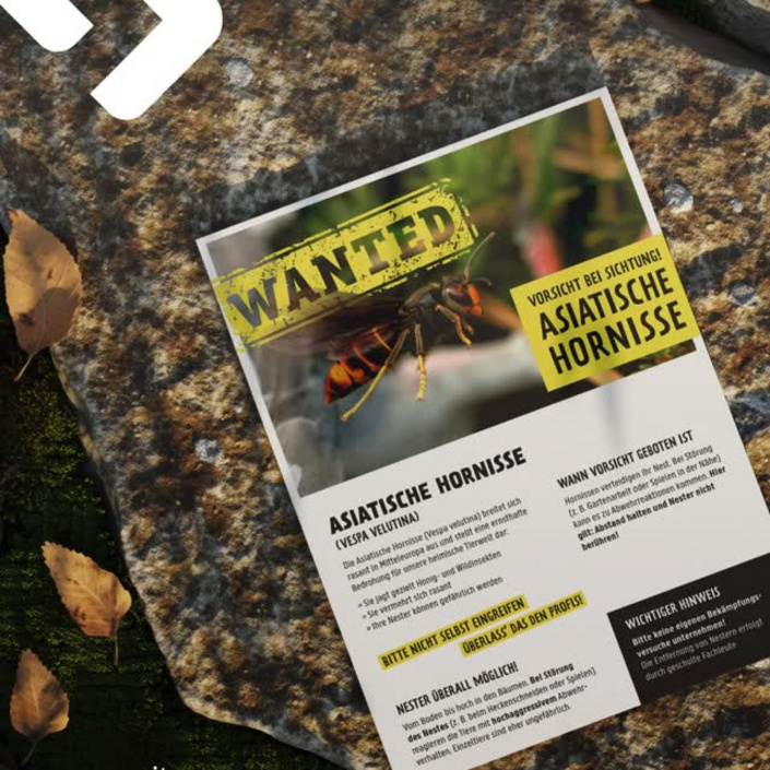 Die Asiatische Hornisse breitet sich immer weiter aus 🐝
Für die @glockenstadtgescher haben wir von der @itm.gruppe ein... Die Asiatische Hornisse breitet sich immer weiter aus 🐝
Für die @glockenstadtgescher haben wir von der @itm.gruppe ein...